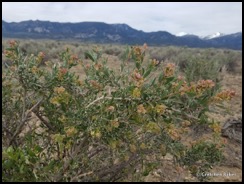 hopsage grayia spinosa