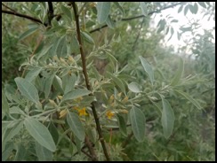 Russian olive Eleagnaceae