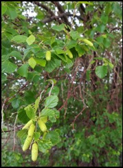 Water birch Betula occidentalis